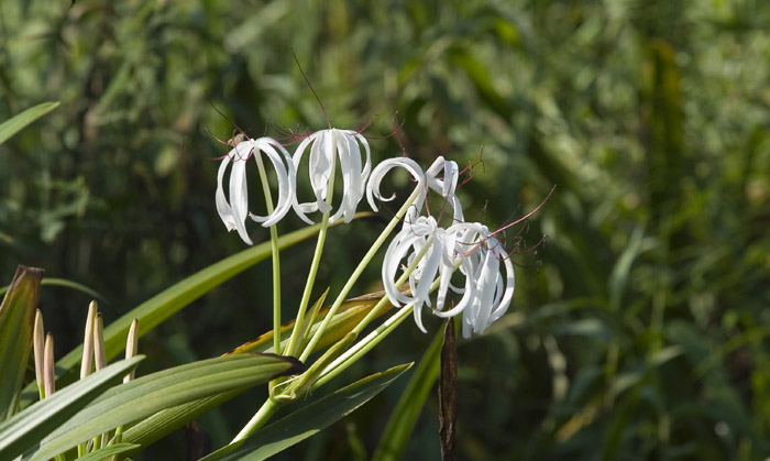 178PV