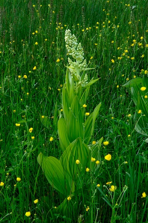 036